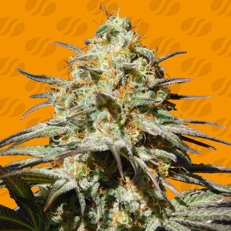 Dope Breeders - ORIGINAL SENSIBLE SEEDS Black Orchid Image