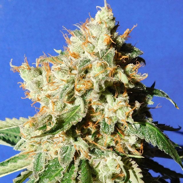 Dope Breeders - ORIGINAL SENSIBLE SEEDS Blueberry Cookies Auto Image