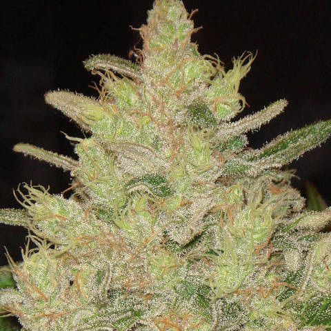 Dope Breeders - ORIGINAL SENSIBLE SEEDS Blueberry Ghost OG Image