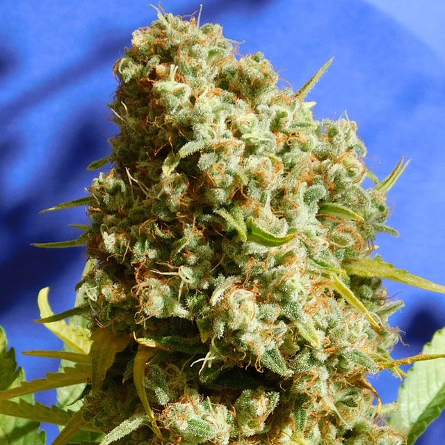 Dope Breeders - ORIGINAL SENSIBLE SEEDS Bruce Banner #3 FAST Image