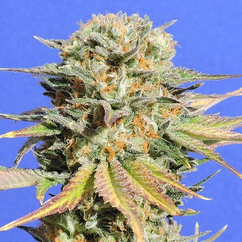 Dope Breeders - ORIGINAL SENSIBLE SEEDS Bruce Banner #3 Image