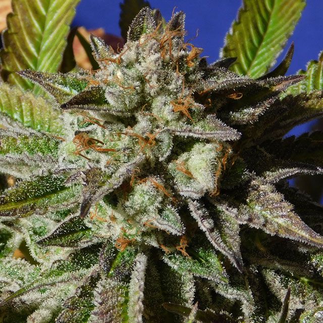 Dope Breeders - ORIGINAL SENSIBLE SEEDS Bruce Cookies Image