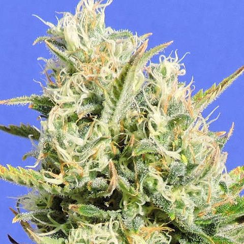 Dope Breeders - ORIGINAL SENSIBLE SEEDS CBD Lemon Aid Image