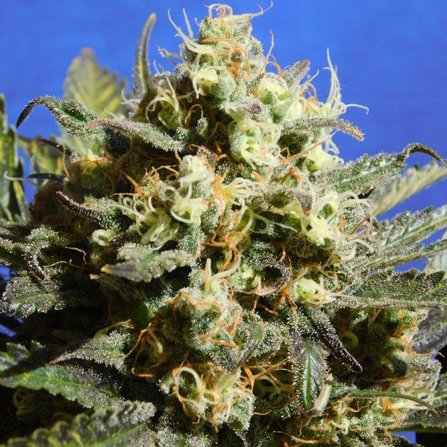 Dope Breeders - ORIGINAL SENSIBLE SEEDS Cherry Alien Auto Image