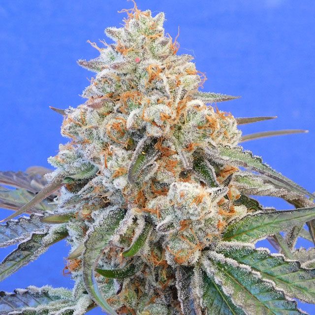 Dope Breeders - ORIGINAL SENSIBLE SEEDS Do-Si-Dos OG Image