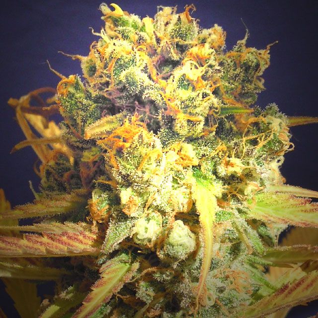 Dope Breeders - ORIGINAL SENSIBLE SEEDS Dr Bruce Banner Image