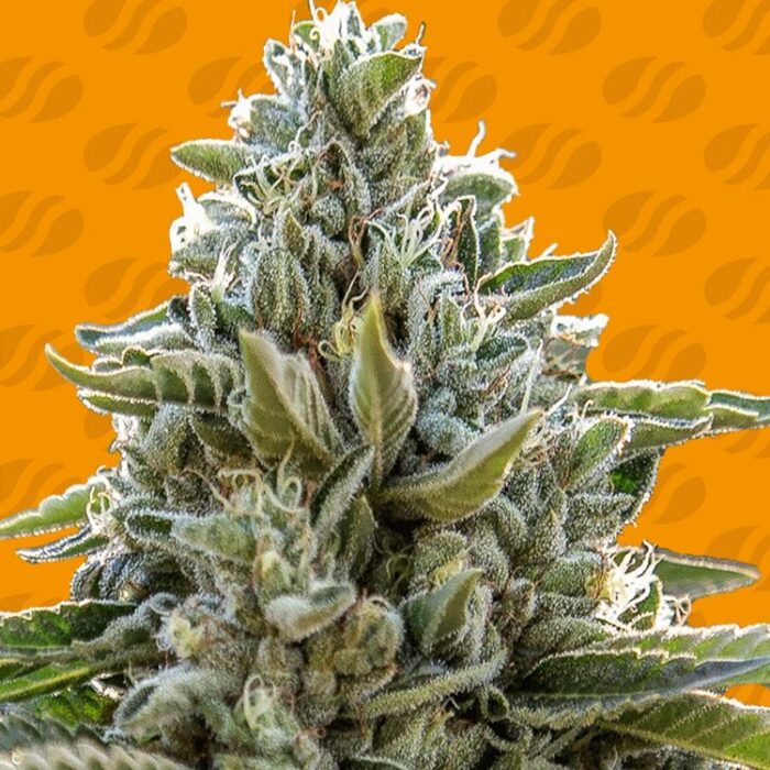 Dope Breeders - ORIGINAL SENSIBLE SEEDS Frosted Guava Image