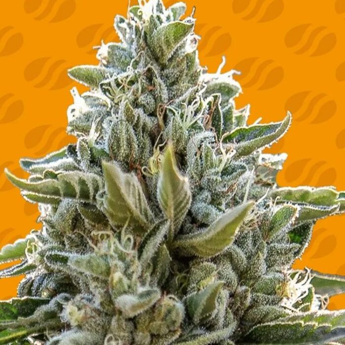 Dope Breeders - ORIGINAL SENSIBLE SEEDS Frosted Guava Auto Image