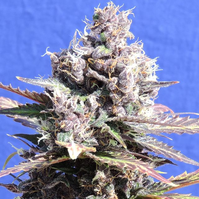 Dope Breeders - ORIGINAL SENSIBLE SEEDS Gelato Image