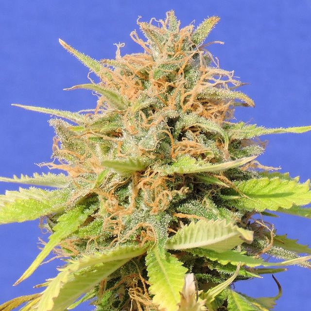 Dope Breeders - ORIGINAL SENSIBLE SEEDS Girl Scout Cookies Auto Image