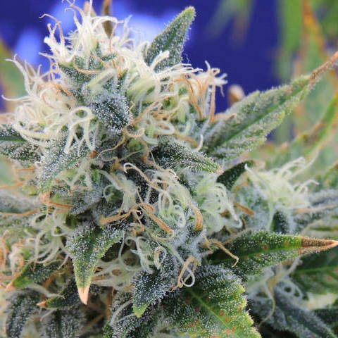 Dope Breeders - ORIGINAL SENSIBLE SEEDS Girl Scout Cookies Image