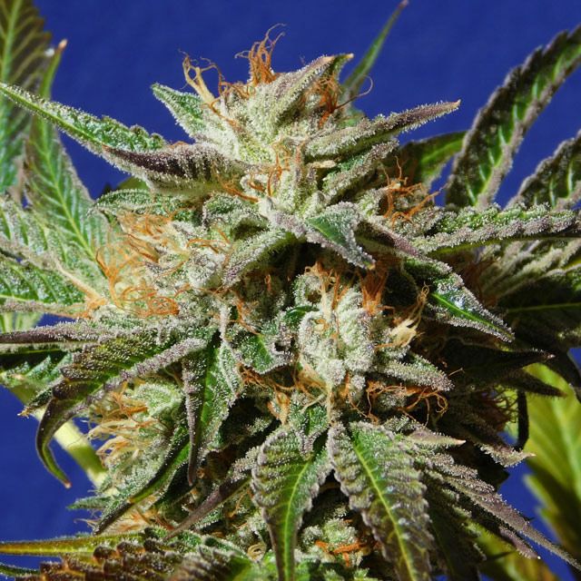 Dope Breeders - ORIGINAL SENSIBLE SEEDS Gorilla Cookies Image