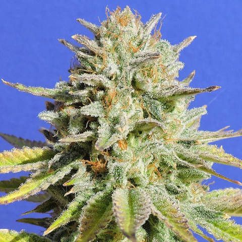 Dope Breeders - ORIGINAL SENSIBLE SEEDS Gorilla Glue #4 Image