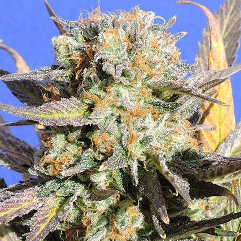 Dope Breeders - ORIGINAL SENSIBLE SEEDS Grandaddy Black Image