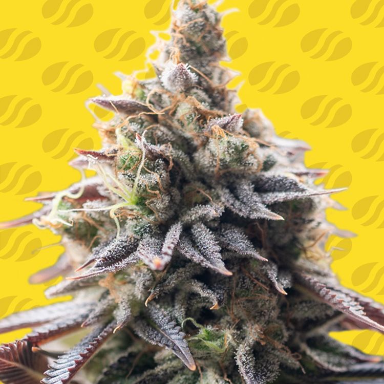 Dope Breeders - ORIGINAL SENSIBLE SEEDS Grape Soda Auto Image