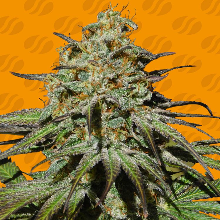 Dope Breeders - ORIGINAL SENSIBLE SEEDS Jealousy Image