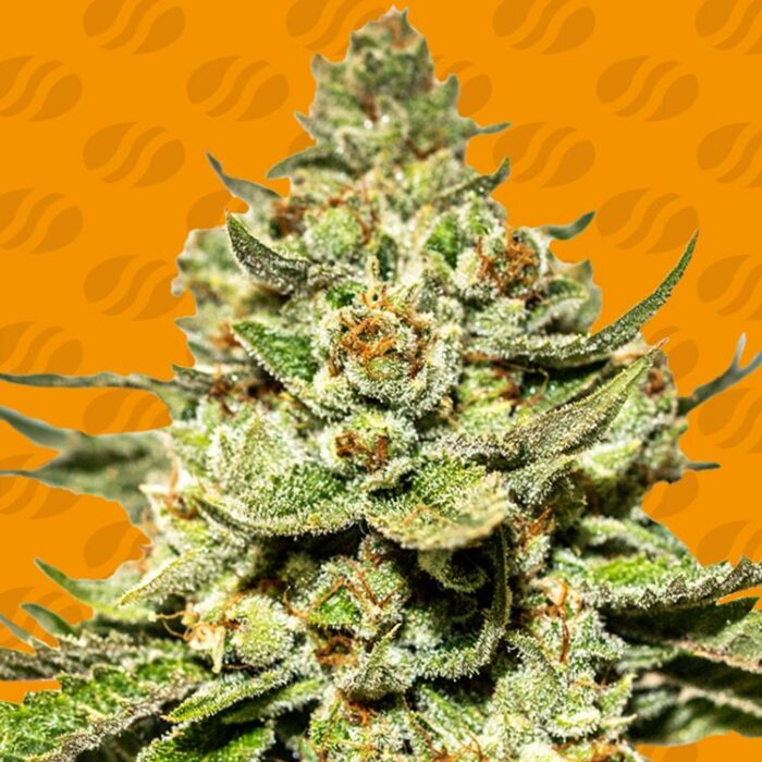 Dope Breeders - ORIGINAL SENSIBLE SEEDS Jungle Lava Image