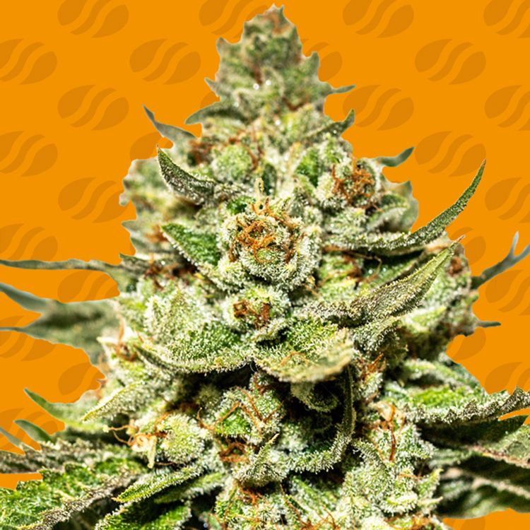 Dope Breeders - ORIGINAL SENSIBLE SEEDS Jungle Lava Image