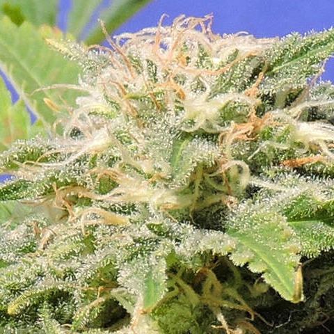 Dope Breeders - ORIGINAL SENSIBLE SEEDS Kali AK Image