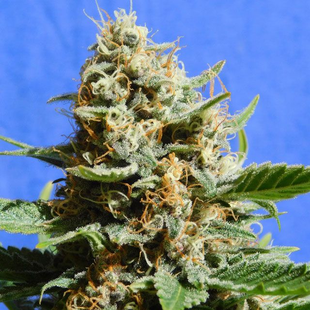 Dope Breeders - ORIGINAL SENSIBLE SEEDS Kush Mintz Fast Version Image