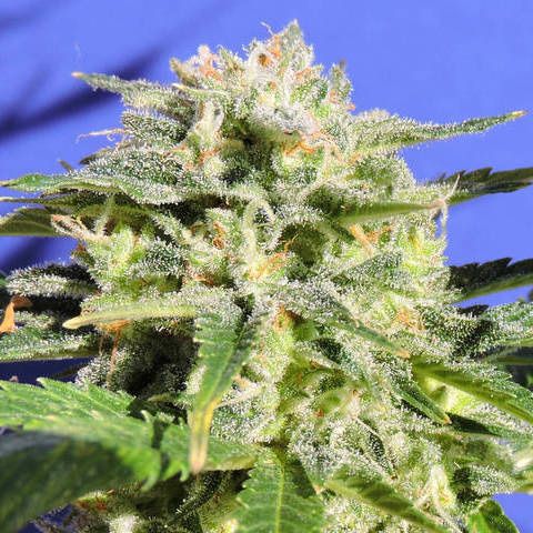 Dope Breeders - ORIGINAL SENSIBLE SEEDS Lemonberry Haze Auto Image