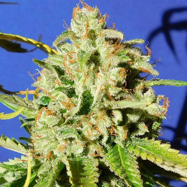 Dope Breeders - ORIGINAL SENSIBLE SEEDS Orange Diesel Auto Image