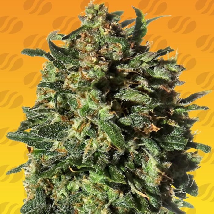 Dope Breeders - ORIGINAL SENSIBLE SEEDS Peanut Butter OGKB Fast Version Image