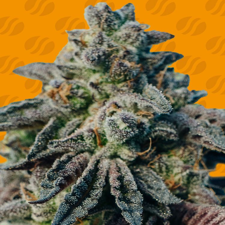 Dope Breeders - ORIGINAL SENSIBLE SEEDS Peanut Butter OGKB Image