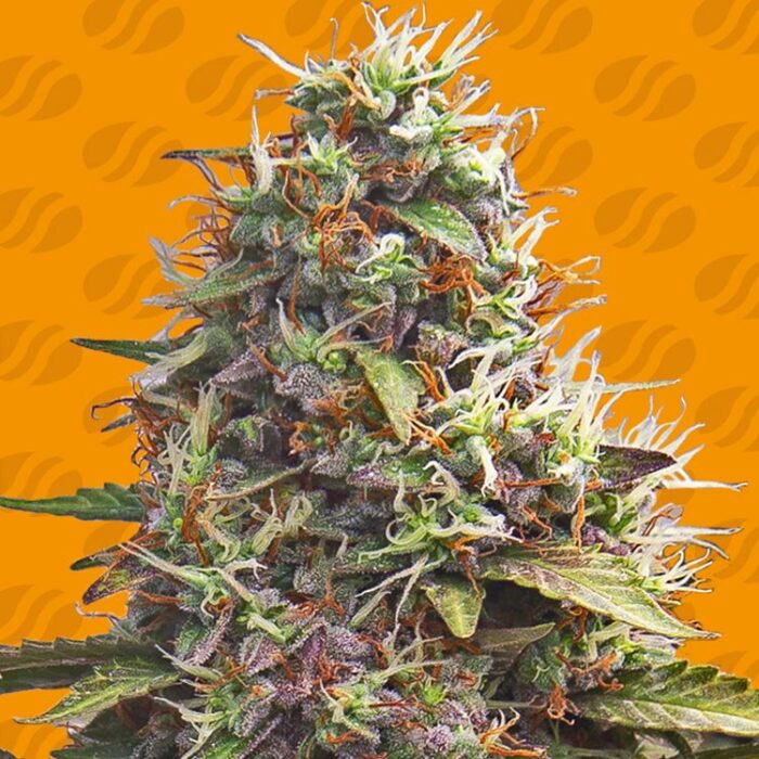 Dope Breeders - ORIGINAL SENSIBLE SEEDS Pellezino Cookies Image