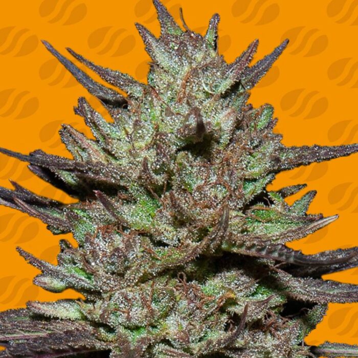 Dope Breeders - ORIGINAL SENSIBLE SEEDS Pink Rozay Image