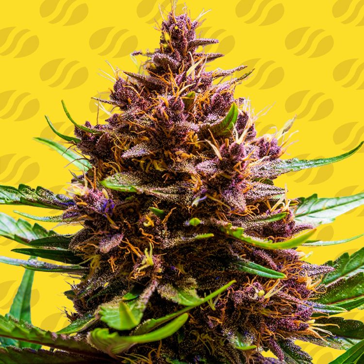 Dope Breeders - ORIGINAL SENSIBLE SEEDS Pink Rozay x Strawberry Banana Auto Image