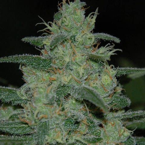 Dope Breeders - ORIGINAL SENSIBLE SEEDS Pure Kush Image