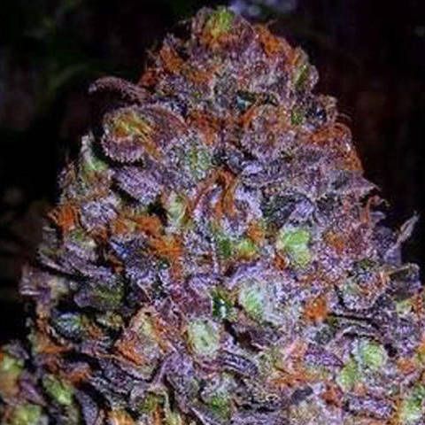 Dope Breeders - ORIGINAL SENSIBLE SEEDS Purple Haze Auto Image