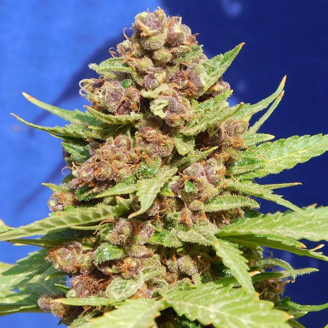 Dope Breeders - ORIGINAL SENSIBLE SEEDS Purple Punch Cookies Image