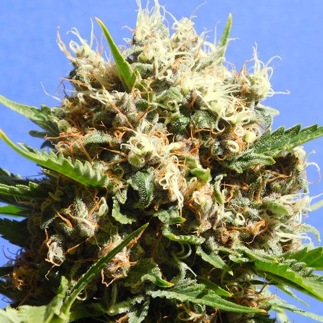 Dope Breeders - ORIGINAL SENSIBLE SEEDS Runtz Auto Image