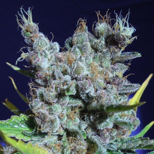 Dope Breeders - ORIGINAL SENSIBLE SEEDS Runtz Gum Image