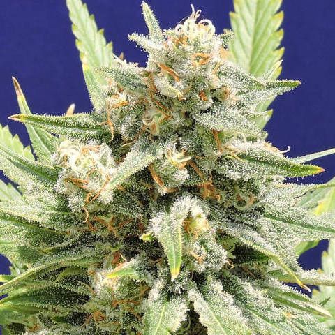 Dope Breeders - ORIGINAL SENSIBLE SEEDS Stinkin Bishop Image