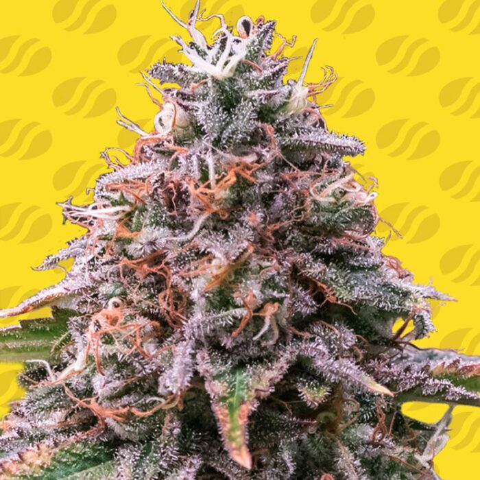 Dope Breeders - ORIGINAL SENSIBLE SEEDS Strawberry Pie Auto Image