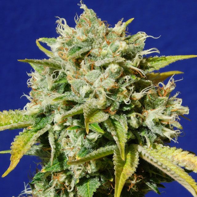 Dope Breeders - ORIGINAL SENSIBLE SEEDS Sweet Peach Auto CBD Image