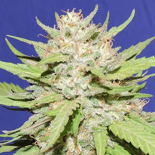 Dope Breeders - ORIGINAL SENSIBLE SEEDS Wedding Cake Image