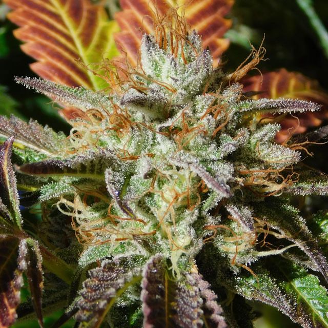 Dope Breeders - ORIGINAL SENSIBLE SEEDS Wedding Cookies Image