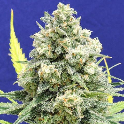 Dope Breeders - ORIGINAL SENSIBLE SEEDS White Critical Image