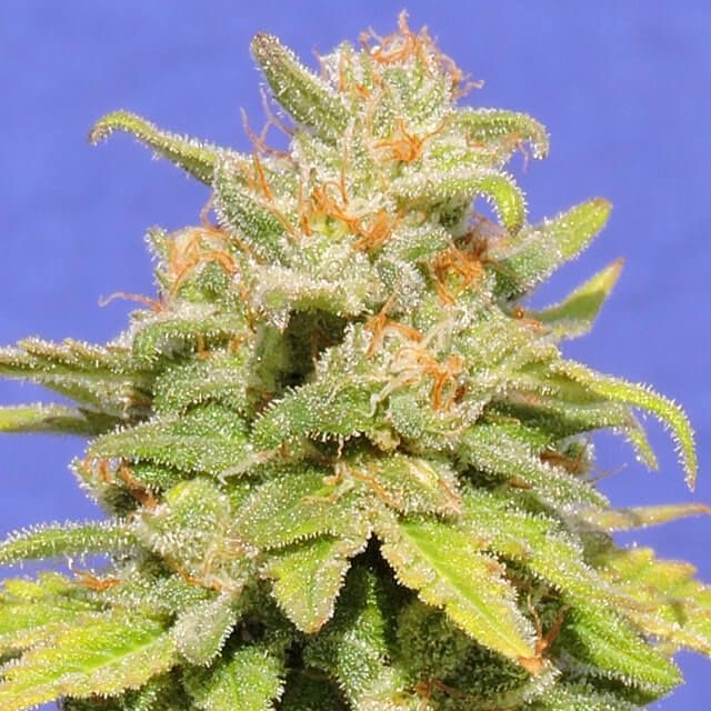 Dope Breeders - ORIGINAL SENSIBLE SEEDS White Crystal Meth Auto Image