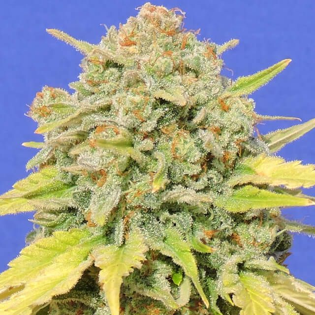 Dope Breeders - ORIGINAL SENSIBLE SEEDS Zkittlez Image