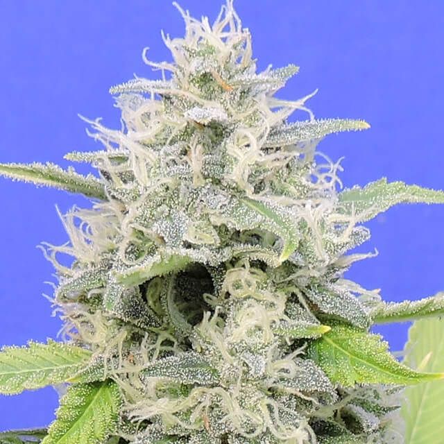 Dope Breeders - ORIGINAL SENSIBLE SEEDS Zkittzy Gorilla Image