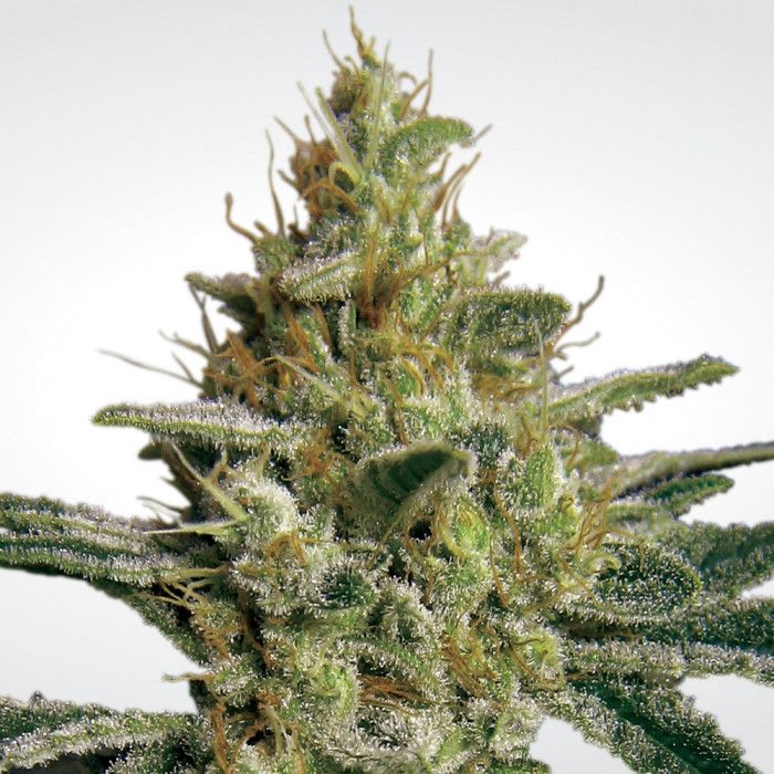 Dope Breeders - PARADISE SEEDS Allkush Image