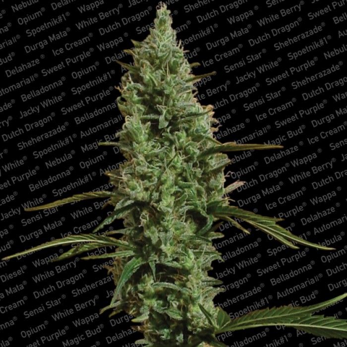 Dope Breeders - PARADISE SEEDS Atomical Haze Image