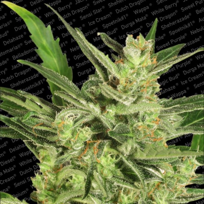 Dope Breeders - PARADISE SEEDS Automaria II Image