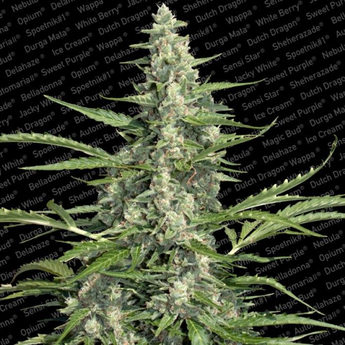 Dope Breeders - PARADISE SEEDS Pandora Image