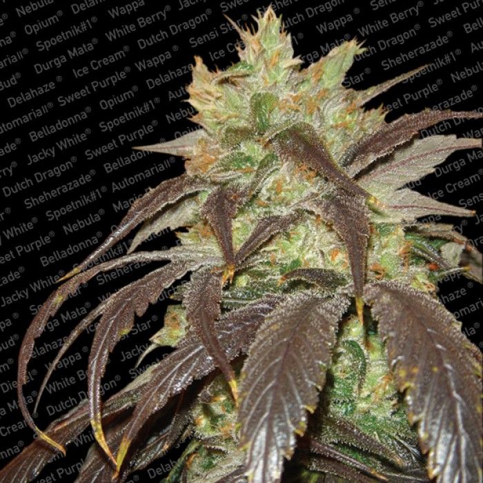 Dope Breeders - PARADISE SEEDS Spoetnik #1 Image